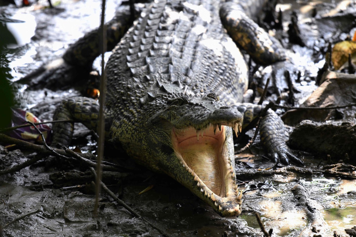 Juodojoje jūroje buvo pastebėtas krokodilas.<br> AFP/Scanpix nuotr.