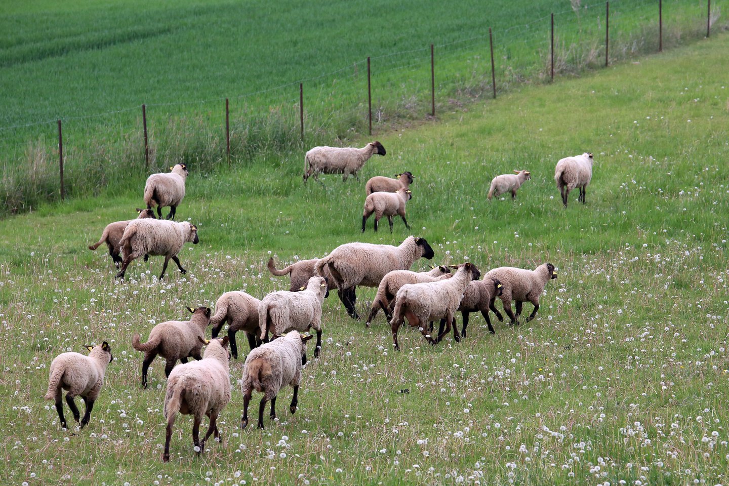 Kuršių Nerijos nacionaliniame parke 3 šunys užpuolė 30 avių bandą.<br>M.Patašiaus asociatyvi nuotr.
