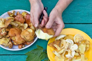 Gydytoja įspėjo, dėl kokios klaidos net ir geriausi grybai gali virsti nuodais