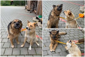 Ieško avių bandą užpuolusių šunų šeimininkų: gali būti, kad gyvūnai atklydo iš Kaliningrado