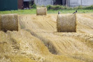 Maro virusą gali pernešti ne tik šernai, bet ir miškų lankytojai