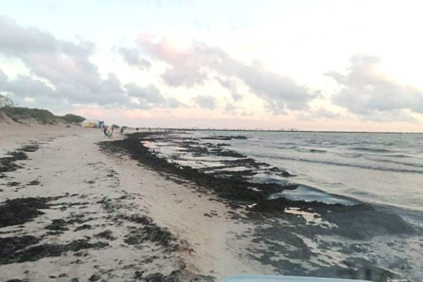 Šventosios paplūdimius šią savaitę buvo ypač gausiai nukloję dumbliai. Komunalininkai jų surinko 160 tonų.<br>„Palangos komunalinio ūkio“ nuotr.