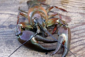 Invaziniai gyvūnai: vietinėms rūšims pavojingi net „nekalti“ svetimžemiai vėžliai