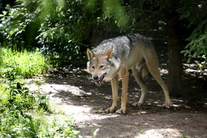 Gyvulininkystės ūkiams – ES pagalba apsaugai nuo vilkų