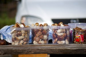 Džiugios žinios grybautojams: gausiai palijus miškuose grybai pradėjo kelti galvas