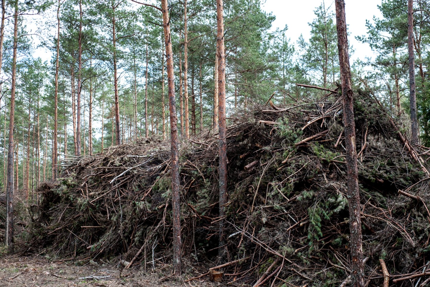 Nemažai biokurui naudojamos geresnės medienos yra importuojama iš Baltarusijos, o miško kirtimo atliekos paliekamos pūti miškuose.<br> V.Ščiavinsko nuotr.