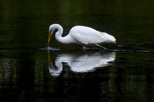Jonavos aplinkosaugininkai apsaugojo Neries upę nuo didelės taršos