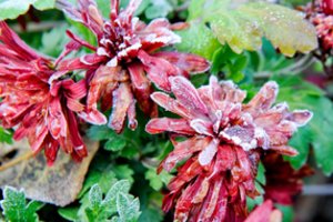 Klimatologai apžvelgė Žolinės orų rekordus: fiksuota buvo ir minusinė temperatūra