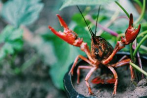 Mėgstantiems vėžiauti primena: gaudyti vietines vėžių rūšis reikia labai atsakingai