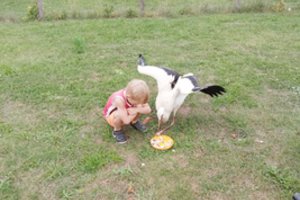 Neeilinė istorija – išgelbėtas gandriukas nenori palikti savo gelbėtojų