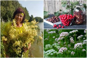 Žolininkė išskyrė širdies negalavimus malšinančius augalus: vadina „Švenčiausiąja Trejybe“ iš gamtos