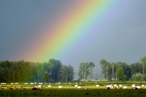 Permainingi orai nesitrauks: vasariškai šiltomis dienomis gaivins lietus