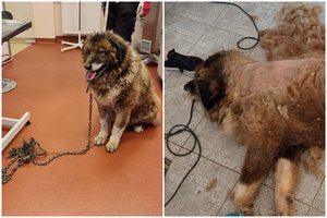 Po moters mirties Jonavos rajone artimieji turtą išsidalijo, o šunį paliko likimo valiai