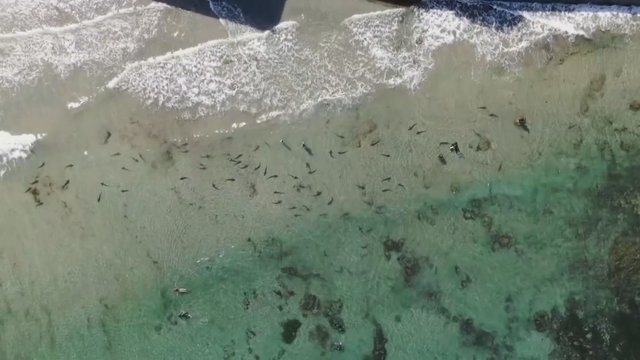 Unikalus vaizdas: dešimtys ryklių suplūdo visai netoli San Diego pakrantės