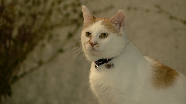 Į Panevėžio kino teatrą – pasigrožėti vietos pažiba: katinas Garis užkariauja kiekvieno lankytojo širdį