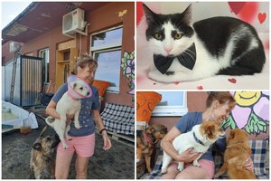 Gyvūnų prieglaudos savanorė: jei vietoje laidos „Farai“ būtų laida „Prieglaudų gyvūnų istorijos“ 