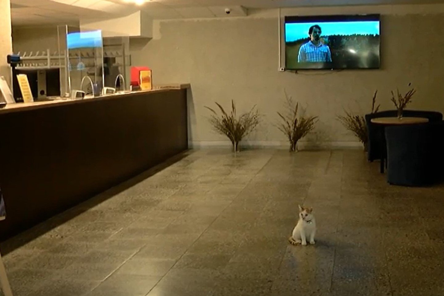 Panevėžyje į kino teatrą žiūrovus vilioja katinas Garis. Keturkojis į kino centrą atkeliavo iš prieglaudos per įkurtuves ir netruko tapti darbuotojų ir lankytojų numylėtiniu.<br> Stop kadras