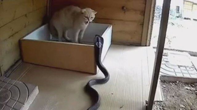 Retas vaizdas: vaizdo kameromis užfiksuota, kaip kobra puola naminį katiną