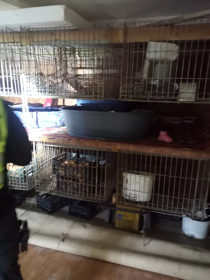 Per reidą iš Jurbarko veislyno paimti 26 šunys, dešimt iš jų - pašalintomis balso stygomis. Tačiau baudžiamoji byla buvo nutraukta. <br> VMVT Tauragės departamento nuotr.