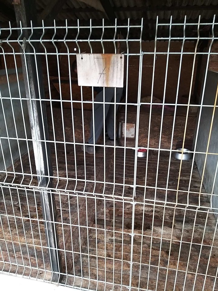  Per reidą iš Jurbarko veislyno paimti 26 šunys, dešimt iš jų - pašalintomis balso stygomis. Tačiau baudžiamoji byla buvo nutraukta. <br> VMVT Tauragės departamento nuotr.