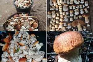 Pirmuoju gausesniu grybų derliumi džiaugiasi ir Kėdainių grybautojai: vieną pjauni, o akim jau kitus skaičiuoji