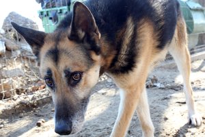 Augintinę kankinusios kaimietės pasakojimai teismo neįtikino: teks mokėti baudą