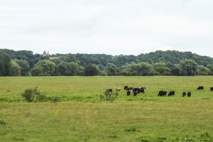 Ūkinių gyvūnų augintojai kviečiami teikti paraiškas dėl draudimo kompensacijų