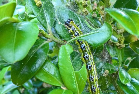 Kauniečiai neviltyje: nyksta jų puoselėjami augalai, specialistai gerų žinių neturi