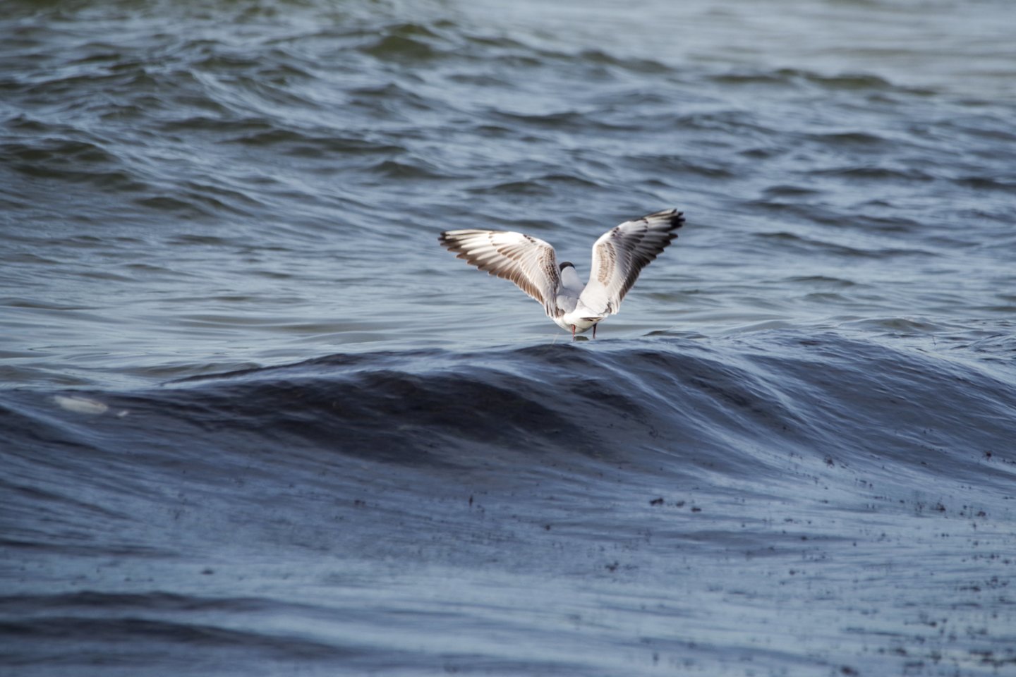 Baltijos jūra vis dar nesvetinga gyvūnams: pavojų kelia tarša, žvejyba ir invazinės rūšys.<br>V.Ščiavinsko nuotr.