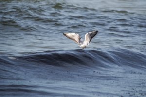 Baltijos jūra vis dar nesvetinga gyvūnams: pavojų kelia tarša, žvejyba ir invazinės rūšys