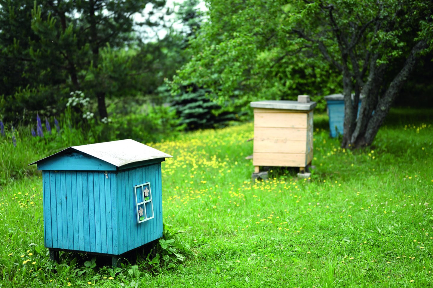 R.Adomaičio sodyboje yra avilių, tačiau bitininkyste jis neužsiima. Tvarkytis su bitėmis padeda netoliese gyvenantis žmogus.<br>V.Skaraičio nuotr.