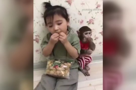 Pasigrožėkite: netikėta beždžioniuko ir mažos mergaitės draugystė