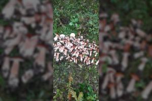 Ignalinietis pasivaikščiojo miške: rado 700 baravykų