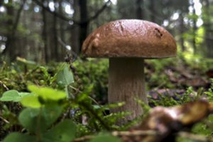 Mikologas atskleidė, kaip atpažinti tinkamus valgyti grybus ir tris auksines grybautojo taisykles