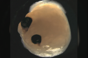 Mokslininkai džiaugiasi pasiekimu: laboratorijoje užaugintos mažytės smegenys suformavo ir akis