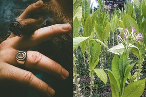 Žmonės pradėjo rūkyti tabaką gerokai anksčiau, nei galėjote įsivaizduoti: jis sukrovė didelius turtus