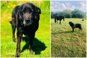 Atsikratyti šunimi nutarę šeimininkai pasmerkė Leopoldą mirčiai: šeimos draugą išmetė lyg šiukšlę