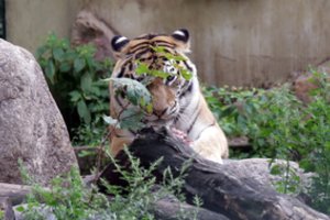 Kauno zoologijos sodo žvėrys pasklido po pasaulį: pasakė, kada vėl bus galima juos išvysti