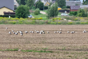 Užfiksavo visą būrį sparnuočių: net 65 gandrai ruošiasi skrydžiui į šiltuosius kraštus