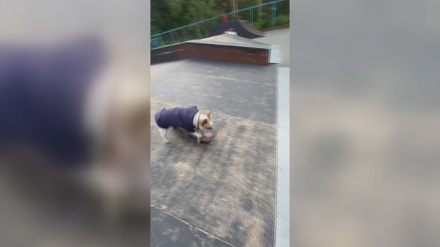 Internautai neslepia susižavėjimo: šuo parodė savo įgūdžius riedlenčių parke