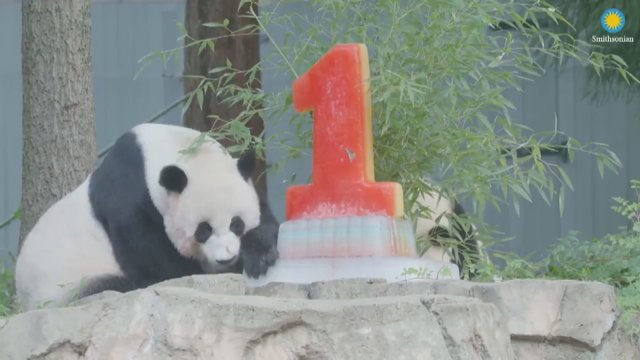 Šventė Vašingtono zoologijos sode: pirmojo gimtadienio proga panda džiaugėsi dovanomis