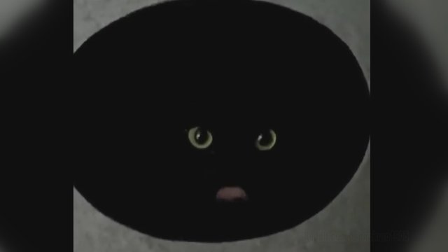 Vaizdo įrašas sukėlė diskusijas internete: žmonės nesutaria, į ką panaši ši katė