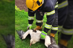 Bažnyčios stogas tapo spąstais jaunam gandrui: pats išsilaisvinti nepajėgė
