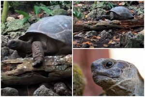 Netikėtas vėžlio elgesys nustebino biologus: žolėdis gyvūnas užpuolė ir suėdė paukštį