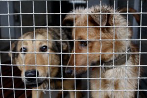 Vienija ir stiprina pajėgas dėl gyvūnų gerovės: kartu tikrins augintinių laikymo sąlygas ir skelbimus internete