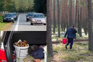 Gamtininkas numojo į ant miško pakločių paliekamus automobilius: „Miške vyksta daug baisesnių dalykų“