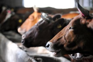 Pieno supirkimo kainos pasiekė augimo viršūnę