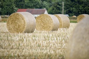 Žemės ūkio produktus perdirbantiems verslininkams – parama veiklos tobulinimui ir vystymui