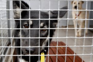 Gyvūnų globos namai bus pradėti įrenginėti dar šiais metais