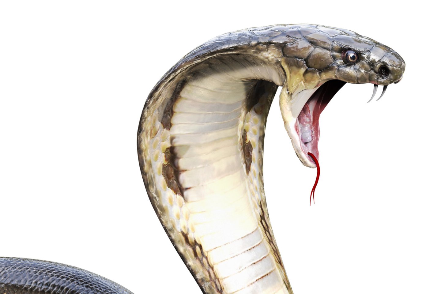  Tailandiečiai nupjauna gyvai kobrai galvą ir pasiūlo paragauti jos kraujo. Kas nors visada sutinka.<br> 123rf iliustr.